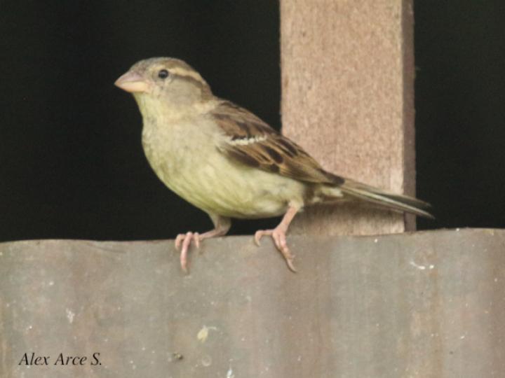 Passer domesticus