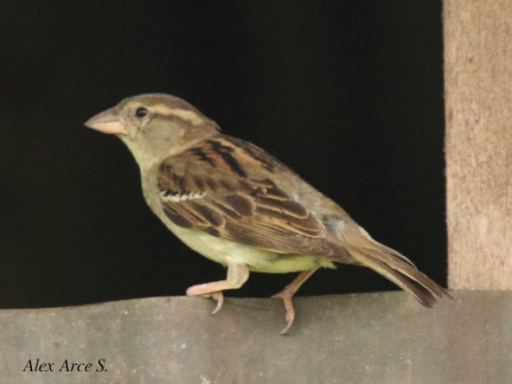 Passer domesticus