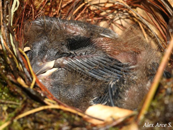 Ramphocelus passerinii (Sargento)