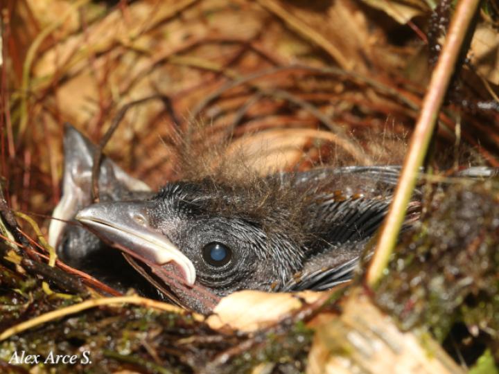 Ramphocelus passerinii (Sargento)