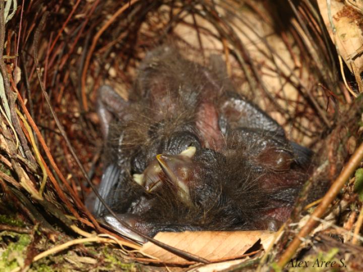 Ramphocelus passerinii (Sargento)