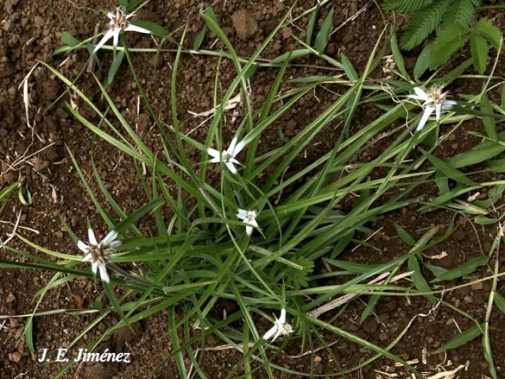 Rhynchospora nervosa (Cuita de soncho)