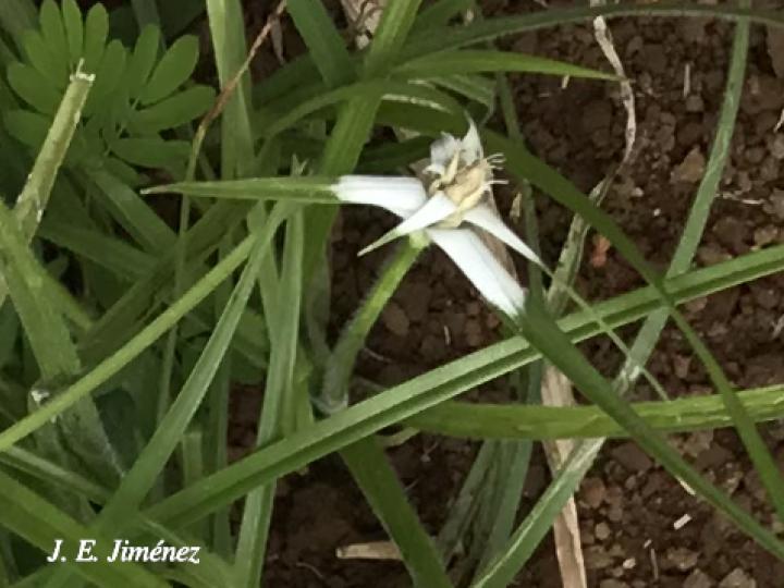 Rhynchospora nervosa (Cuita de soncho)