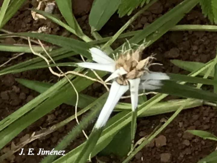 Rhynchospora nervosa (Cuita de soncho)