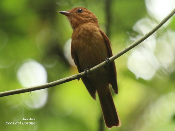 Rhytipterna holerythra (Plañidera rojiza)