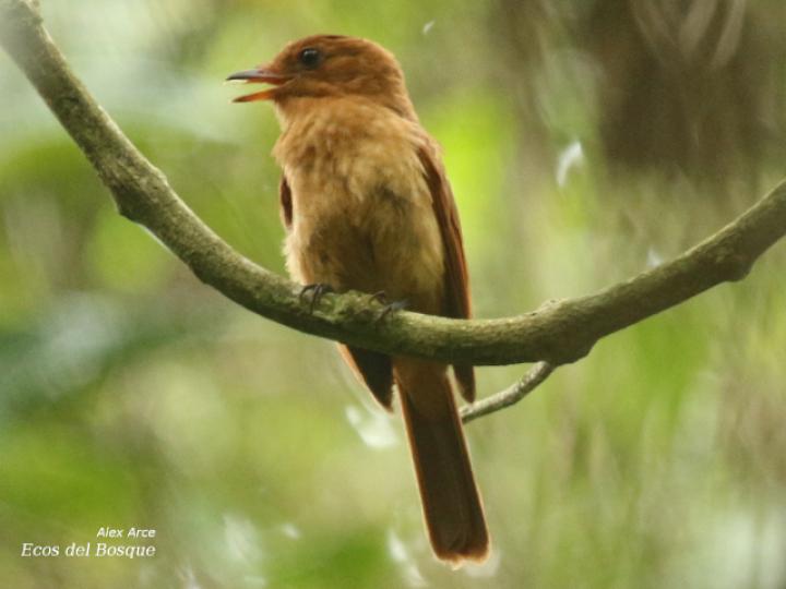 Rhytipterna holerythra (Plañidera rojiza)