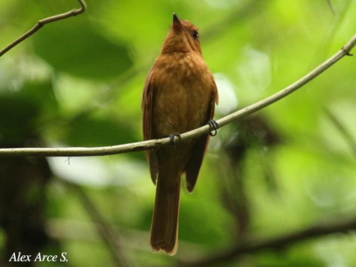 Rhytipterna holerythra (Plañidera rojiza)