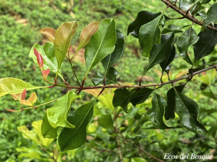 Syzygium aromaticum (Clavo de olor)
