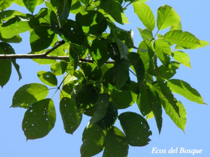 Tabebuia rosea (Roble sabana)