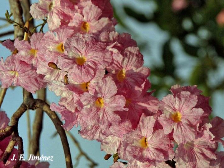 Tabebuia rosea (Roble sabana)