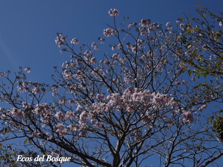 Tabebuia rosea (Roble sabana)