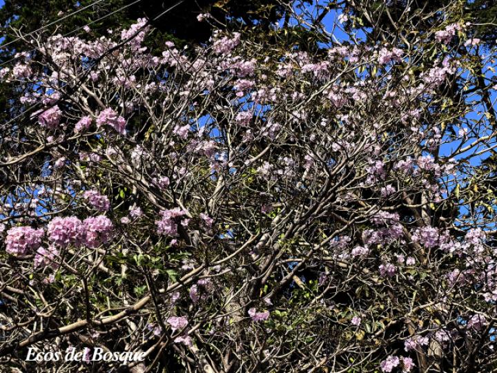 Tabebuia rosea (Roble sabana)
