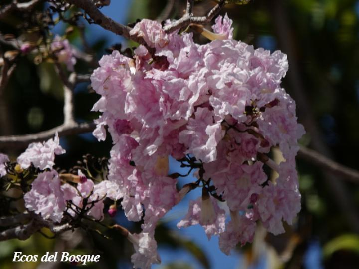 Tabebuia rosea (Roble sabana)