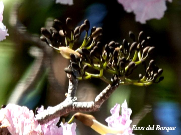 Tabebuia rosea (Roble sabana)