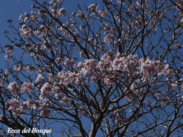 Tabebuia rosea (Roble sabana)