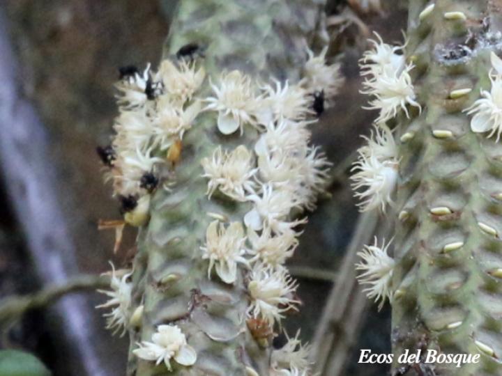 Welfia regia (Corozo)