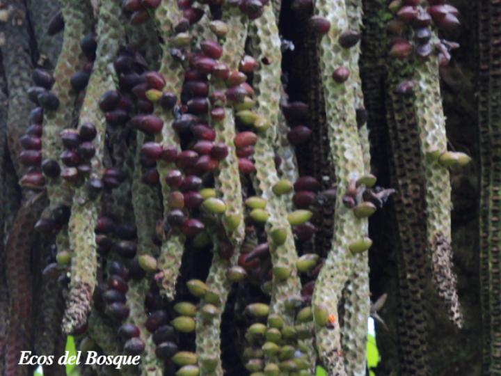 Welfia regia (Corozo)