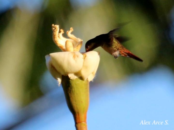 Amazilia tzacatl visitando Ochroma pyramidale