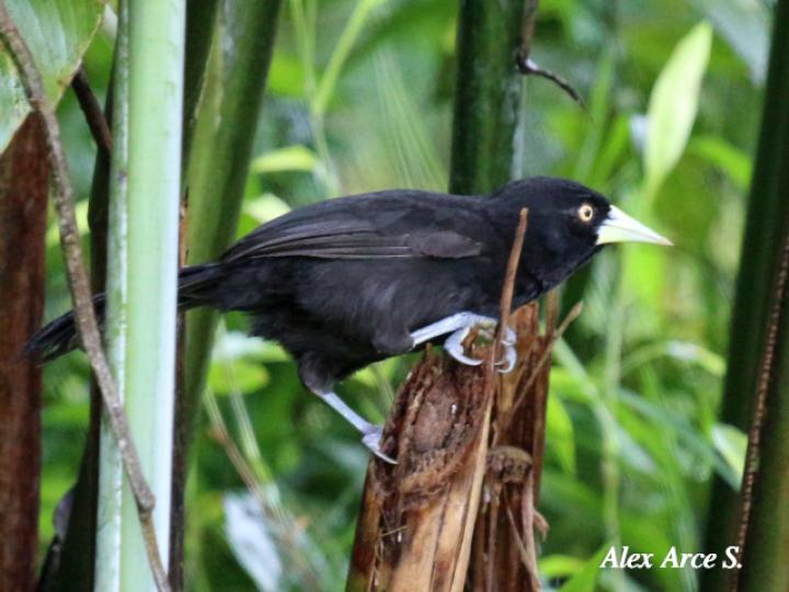 Amblycercus holosericeus (Cacique picoplata)