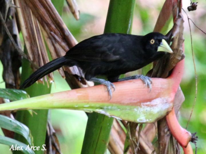 Amblycercus holosericeus (Cacique picoplata)