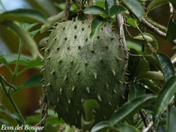 Annona muricata