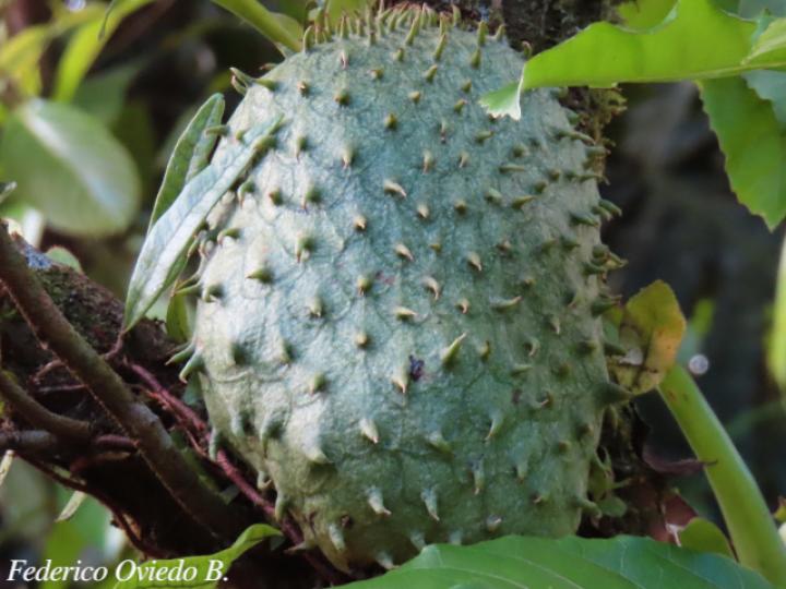 Annona muricata
