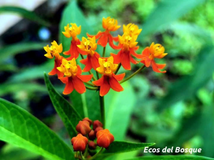 Asclepias curassavica (Viborana)