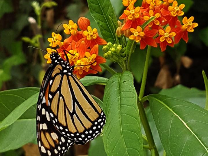 Asclepias curassavica (Viborana)