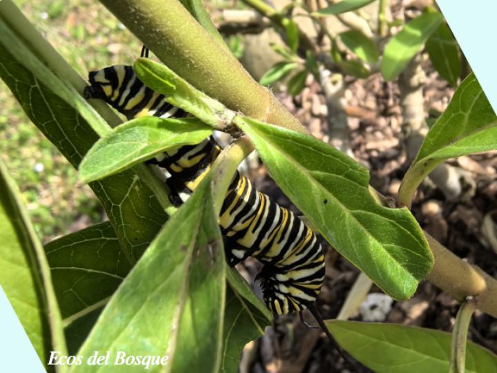 Asclepias curassavica (Viborana)