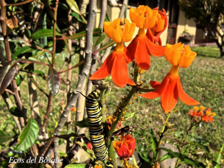 Danaus plexippus plexippus en Asclepias curassavica