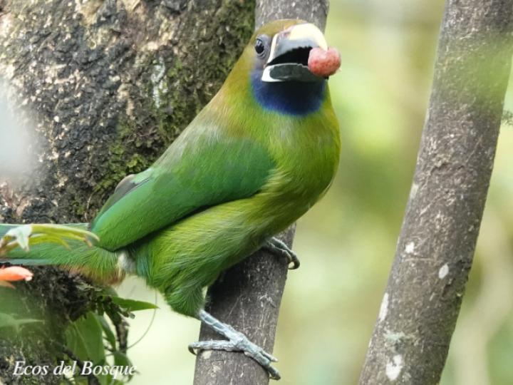 Aulacorhynchus prasinus