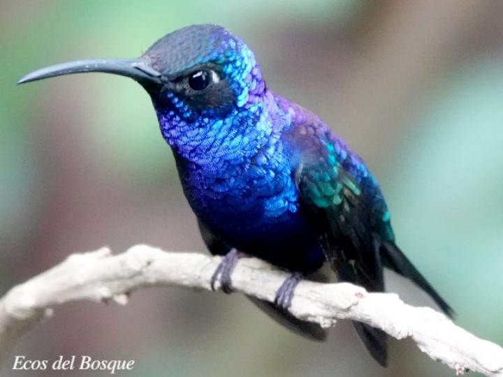 Campylopterus hemileucurus (Alas de sable violáceo)