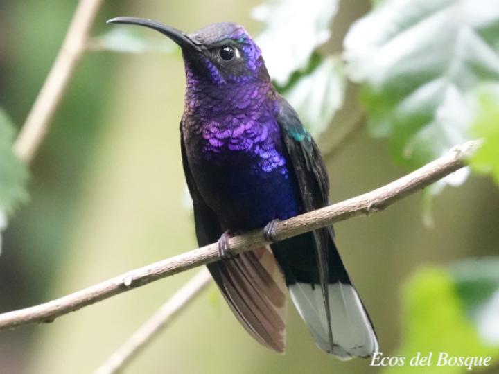 Campylopterus hemileucurus (Alas de sable violáceo)