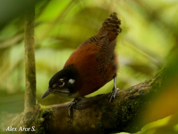 Cantorchilus nigricapillus (Soterrey castaño)