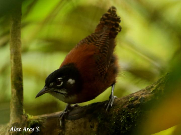 Cantorchilus nigricapillus (Soterrey castaño)