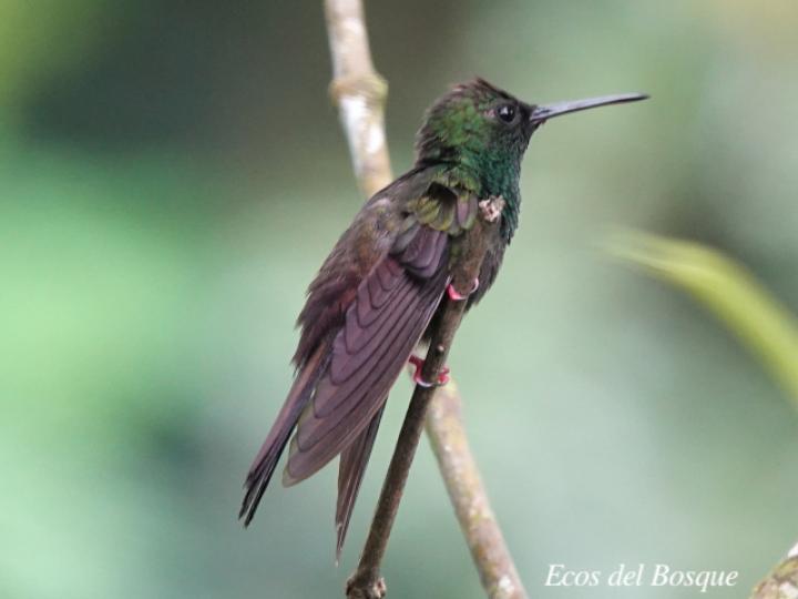 Chalybura urochrysia (Colibrí patirrojo)