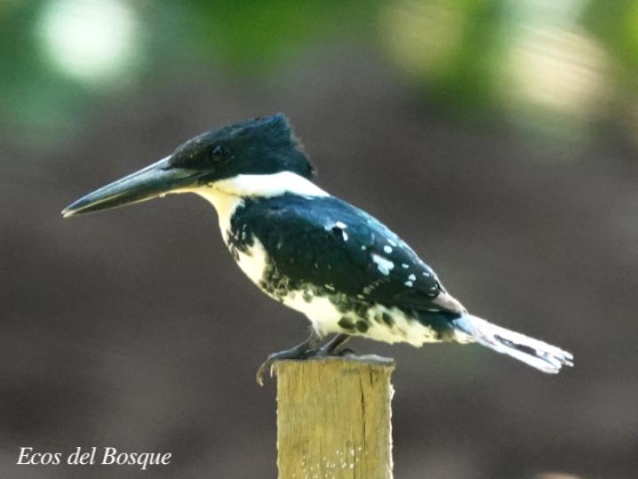 Chloroceryle americana (Martín pescador verde)