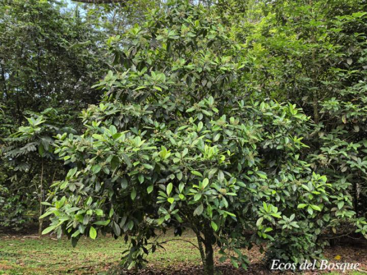 Chrysochlamys nicaraguensis