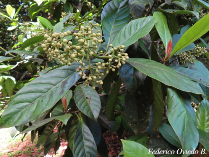 Chrysochlamys nicaraguensis