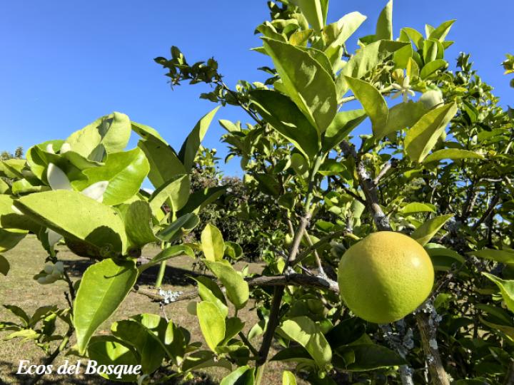 Citrus x limetta (Limón dulce)