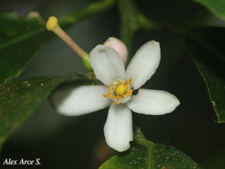 Citrus reticulata (Mandarina)