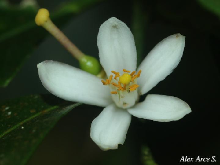 Citrus reticulata (Mandarina)