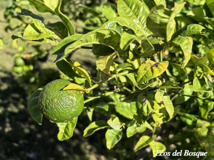 Citrus x limonia (Limón mandarino)