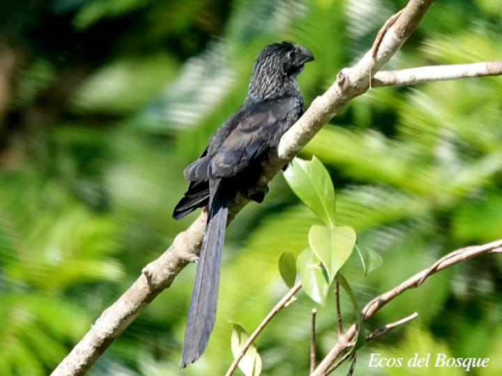 Crotophaga sulcicrostris