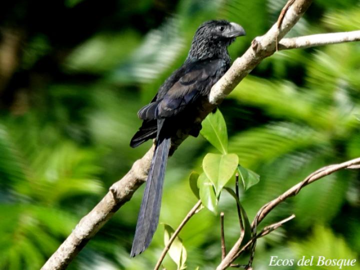 Crotophaga sulcicrostris