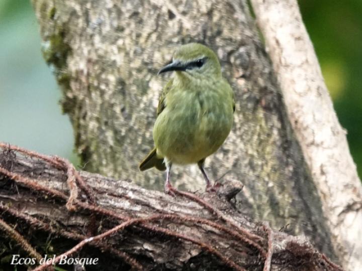 Cyanerpes cyaneus (Mielero patirrojo)