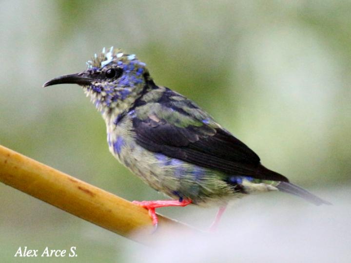 Cyanerpes cyaneus (Mielero patirrojo)