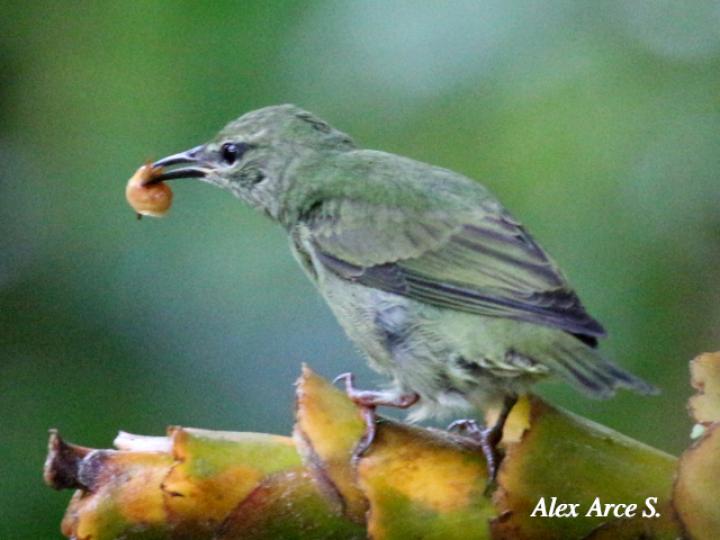 Cyanerpes cyaneus (Mielero patirrojo)