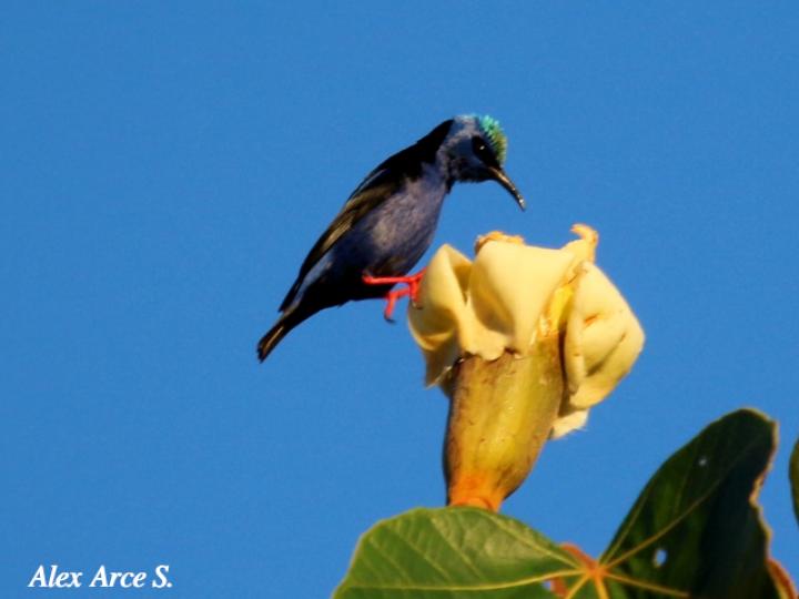 Cyanerpes cyaneus (Mielero patirrojo)