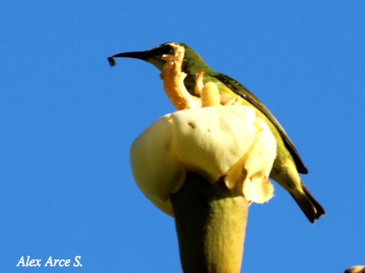 Cyanerpes cyaneus (Mielero patirrojo)